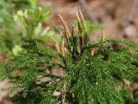 Hickey's Tree-Clubmoss